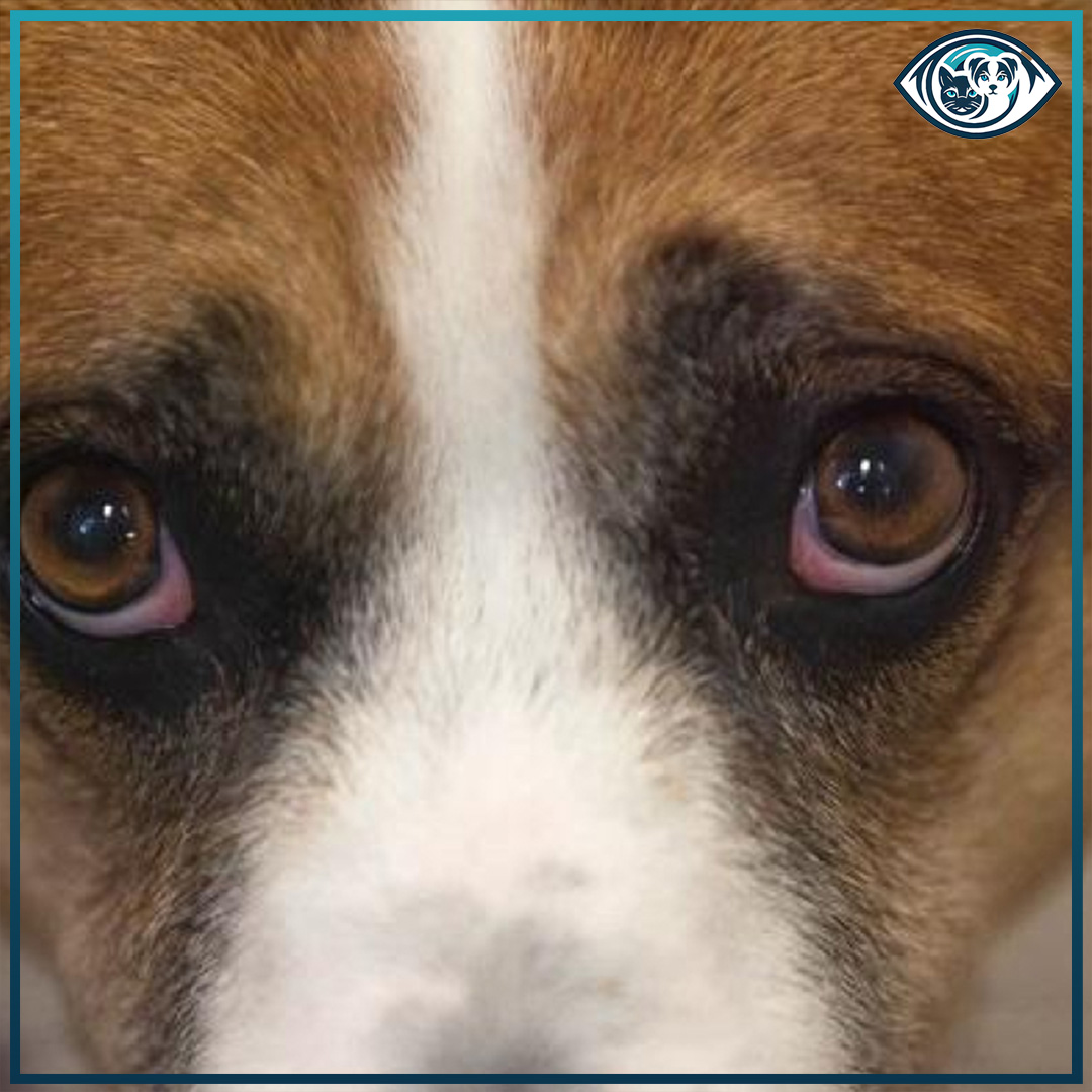 Parazitik Konjunktivitis Nedir?