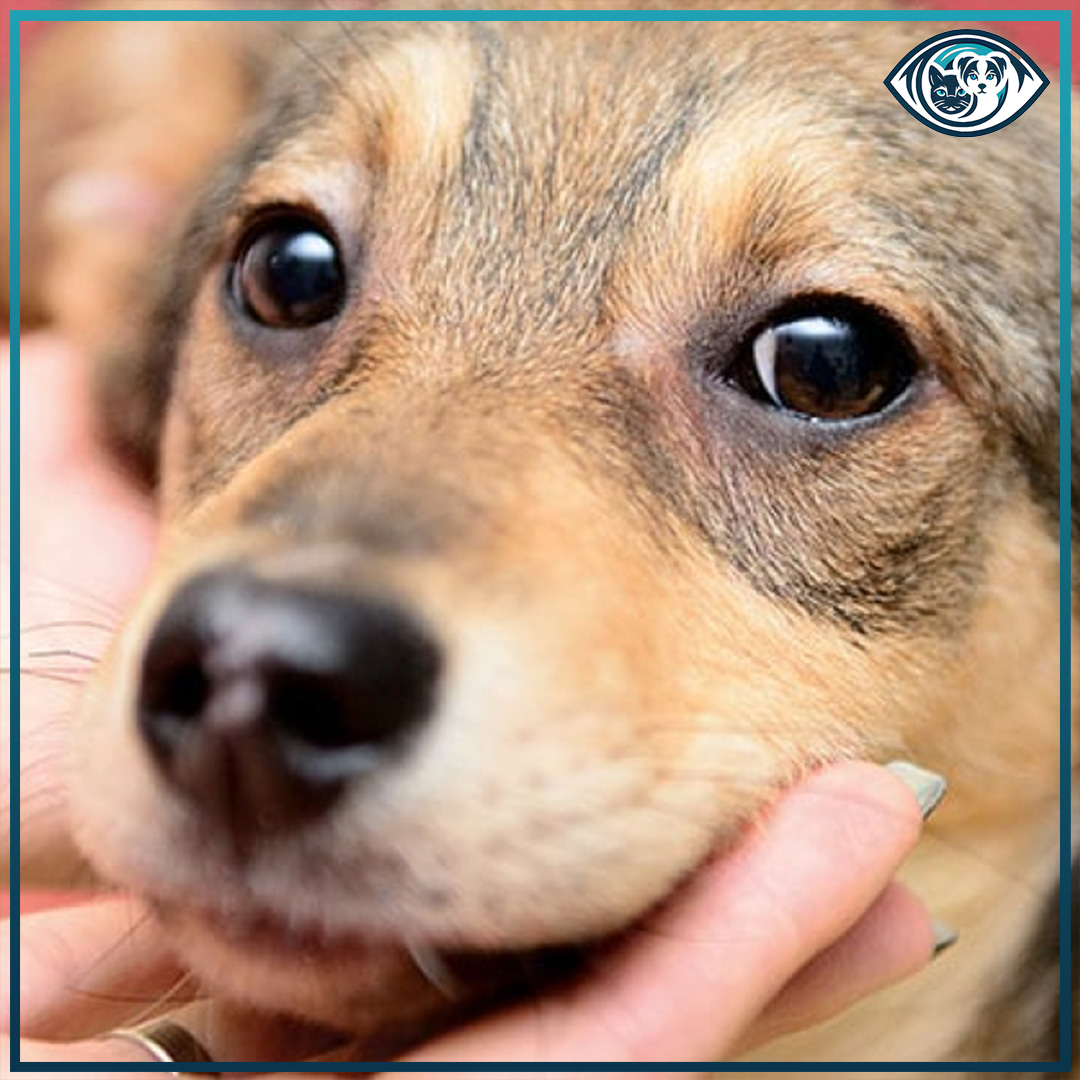 Phthisis Bulbi Nedir?