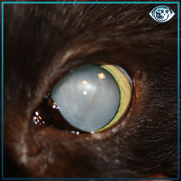 Katarakt Nedir? Köpek ve Kedilerde Katarakt Tedavisi